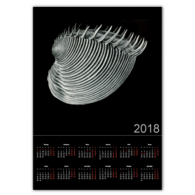 calendar_single_a2 с принтом Acephala Эрнста Геккеля в Екатеринбурге,  |  | 