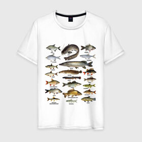 Мужская футболка хлопок с принтом Популярные виды рыб в Екатеринбурге, 100% хлопок | прямой крой, круглый вырез горловины, длина до линии бедер, слегка спущенное плечо. | рыба | рыбалка | рыбачить | туризм | туристические | туристу | улов