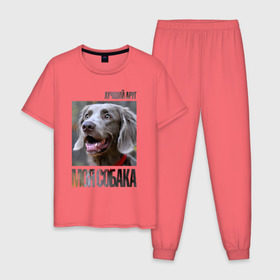 Мужская пижама хлопок с принтом Веймаранер в Екатеринбурге, 100% хлопок | брюки и футболка прямого кроя, без карманов, на брюках мягкая резинка на поясе и по низу штанин
 | drug | веймаранер | порода | собака