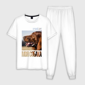 Мужская пижама хлопок с принтом Ирландский сеттер в Екатеринбурге, 100% хлопок | брюки и футболка прямого кроя, без карманов, на брюках мягкая резинка на поясе и по низу штанин
 | drug | ирландский сеттер | порода | собака