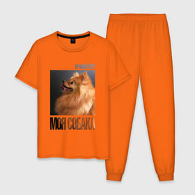 Мужская пижама хлопок с принтом Померанский шпиц в Екатеринбурге, 100% хлопок | брюки и футболка прямого кроя, без карманов, на брюках мягкая резинка на поясе и по низу штанин
 | drug | померанский шпиц | порода | собака
