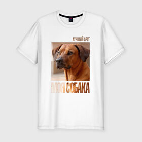 Мужская футболка премиум с принтом Родезийский риджбек в Екатеринбурге, 92% хлопок, 8% лайкра | приталенный силуэт, круглый вырез ворота, длина до линии бедра, короткий рукав | drug | порода | родезийский риджбек | собака