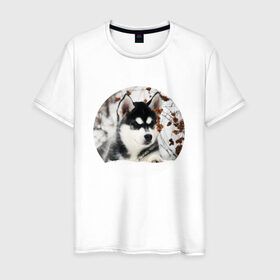 Мужская футболка хлопок с принтом Щенок хаски в Екатеринбурге, 100% хлопок | прямой крой, круглый вырез горловины, длина до линии бедер, слегка спущенное плечо. | dog | husky | собака | хаски | щенок