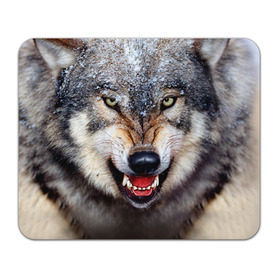 Коврик прямоугольный с принтом Волк в Екатеринбурге, натуральный каучук | размер 230 х 185 мм; запечатка лицевой стороны | волк | животные | злой волк | зубы | оскал