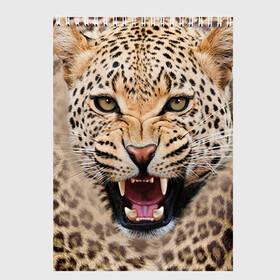 Скетчбук с принтом Леопард в Екатеринбурге, 100% бумага
 | 48 листов, плотность листов — 100 г/м2, плотность картонной обложки — 250 г/м2. Листы скреплены сверху удобной пружинной спиралью | животные | зубы | киса | киска | кошка | леопард | оскал