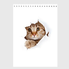 Скетчбук с принтом Котик в Екатеринбурге, 100% бумага
 | 48 листов, плотность листов — 100 г/м2, плотность картонной обложки — 250 г/м2. Листы скреплены сверху удобной пружинной спиралью | кот | котенок | котик | кошка | милый