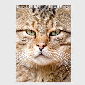 Скетчбук с принтом Кот в Екатеринбурге, 100% бумага
 | 48 листов, плотность листов — 100 г/м2, плотность картонной обложки — 250 г/м2. Листы скреплены сверху удобной пружинной спиралью | дикий | животное | кот | котэ | кошка