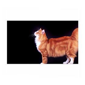 Бумага для упаковки 3D с принтом Рыжий кот в Екатеринбурге, пластик и полированная сталь | круглая форма, металлическое крепление в виде кольца | домашняя | животное | кот | котэ | кошка | рыжая