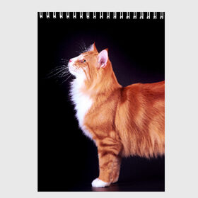 Скетчбук с принтом Рыжий кот в Екатеринбурге, 100% бумага
 | 48 листов, плотность листов — 100 г/м2, плотность картонной обложки — 250 г/м2. Листы скреплены сверху удобной пружинной спиралью | домашняя | животное | кот | котэ | кошка | рыжая