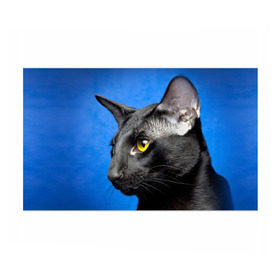 Бумага для упаковки 3D с принтом Черный кот в Екатеринбурге, пластик и полированная сталь | круглая форма, металлическое крепление в виде кольца | домашняя | животное | кот | котэ | кошка | черный