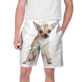 Мужские шорты 3D с принтом Чихуахуа в Екатеринбурге,  полиэстер 100% | прямой крой, два кармана без застежек по бокам. Мягкая трикотажная резинка на поясе, внутри которой широкие завязки. Длина чуть выше колен | Тематика изображения на принте: животное | порода | собака | чихуахуа