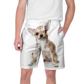 Мужские шорты 3D с принтом Чихуахуа в Екатеринбурге,  полиэстер 100% | прямой крой, два кармана без застежек по бокам. Мягкая трикотажная резинка на поясе, внутри которой широкие завязки. Длина чуть выше колен | животное | порода | собака | чихуахуа