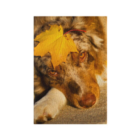 Обложка для паспорта матовая кожа с принтом Австралийская овчарка в Екатеринбурге, натуральная матовая кожа | размер 19,3 х 13,7 см; прозрачные пластиковые крепления | Тематика изображения на принте: австралийская овчарка | клён | осень | порода | собака