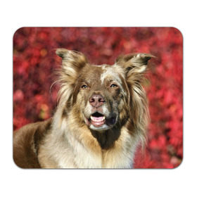 Коврик прямоугольный с принтом Австралийская овчарка в Екатеринбурге, натуральный каучук | размер 230 х 185 мм; запечатка лицевой стороны | австралийская овчарка | животное | порода | собака