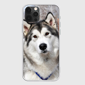 Чехол для iPhone 12 Pro Max с принтом Аляскинский маламут в Екатеринбурге, Силикон |  | аляскинский маламут | животное | порода | собака