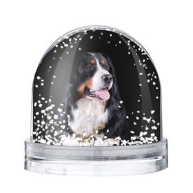 Снежный шар с принтом Бернский зенненхунд в Екатеринбурге, Пластик | Изображение внутри шара печатается на глянцевой фотобумаге с двух сторон | бернский зенненхунд | животное | порода | собака