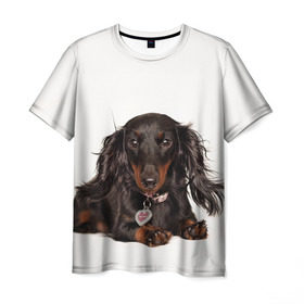 Мужская футболка 3D с принтом Карликовая такса в Екатеринбурге, 100% полиэфир | прямой крой, круглый вырез горловины, длина до линии бедер | животное | карликовая такса | порода | собака