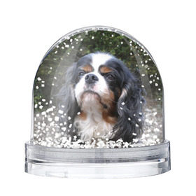 Снежный шар с принтом Кинг чарльз спаниель в Екатеринбурге, Пластик | Изображение внутри шара печатается на глянцевой фотобумаге с двух сторон | животное | кинг чарльз спаниель | порода | собака