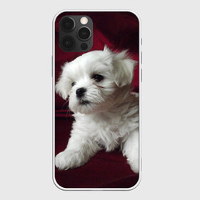 Чехол для iPhone 12 Pro Max с принтом Мальтийская болонка в Екатеринбурге, Силикон |  | Тематика изображения на принте: животное | мальтийская болонка | порода | собака