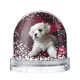 Снежный шар с принтом Мальтийская болонка в Екатеринбурге, Пластик | Изображение внутри шара печатается на глянцевой фотобумаге с двух сторон | животное | мальтийская болонка | порода | собака