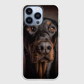 Чехол для iPhone 13 Pro с принтом Доберман в Екатеринбурге,  |  | доберман | животное | порода | собака