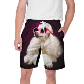 Мужские шорты 3D с принтом Пудель в очках в Екатеринбурге,  полиэстер 100% | прямой крой, два кармана без застежек по бокам. Мягкая трикотажная резинка на поясе, внутри которой широкие завязки. Длина чуть выше колен | Тематика изображения на принте: животное | порода | пудель в очках | собака