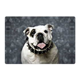 Магнитный плакат 3Х2 с принтом Английский бульдог в Екатеринбурге, Полимерный материал с магнитным слоем | 6 деталей размером 9*9 см | Тематика изображения на принте: животное | порода | собака | французский бульдог