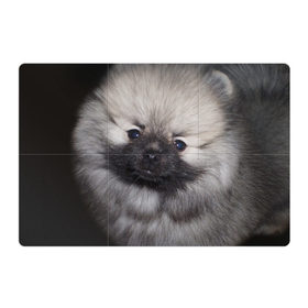 Магнитный плакат 3Х2 с принтом Кеесхонд в Екатеринбурге, Полимерный материал с магнитным слоем | 6 деталей размером 9*9 см | Тематика изображения на принте: животное | кеесхонд | порода | собака