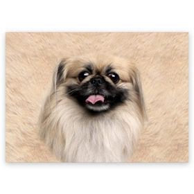 Поздравительная открытка с принтом Пекинес в Екатеринбурге, 100% бумага | плотность бумаги 280 г/м2, матовая, на обратной стороне линовка и место для марки
 | Тематика изображения на принте: животное | пекинес | порода | собака