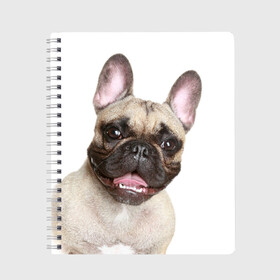 Тетрадь с принтом Французский бульдог в Екатеринбурге, 100% бумага | 48 листов, плотность листов — 60 г/м2, плотность картонной обложки — 250 г/м2. Листы скреплены сбоку удобной пружинной спиралью. Уголки страниц и обложки скругленные. Цвет линий — светло-серый
 | Тематика изображения на принте: животное | порода | собака | французский бульдог