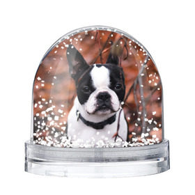 Снежный шар с принтом Бостон Терьер в Екатеринбурге, Пластик | Изображение внутри шара печатается на глянцевой фотобумаге с двух сторон | животное | порода | собака | французский бульдог