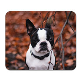 Коврик прямоугольный с принтом Бостон Терьер в Екатеринбурге, натуральный каучук | размер 230 х 185 мм; запечатка лицевой стороны | Тематика изображения на принте: животное | порода | собака | французский бульдог