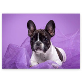 Поздравительная открытка с принтом Французский бульдог в Екатеринбурге, 100% бумага | плотность бумаги 280 г/м2, матовая, на обратной стороне линовка и место для марки
 | животное | порода | собака | французский бульдог