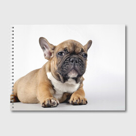 Альбом для рисования с принтом Французский бульдог в Екатеринбурге, 100% бумага
 | матовая бумага, плотность 200 мг. | Тематика изображения на принте: животное | порода | собака | французский бульдог