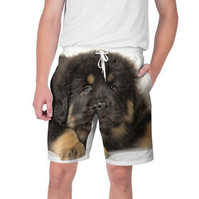 Мужские шорты 3D с принтом Тибетский мастиф в Екатеринбурге,  полиэстер 100% | прямой крой, два кармана без застежек по бокам. Мягкая трикотажная резинка на поясе, внутри которой широкие завязки. Длина чуть выше колен | животное | порода | собака