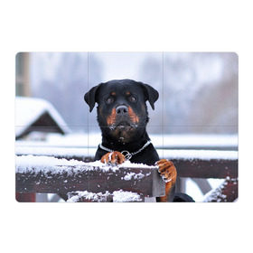 Магнитный плакат 3Х2 с принтом Ротвейлер в Екатеринбурге, Полимерный материал с магнитным слоем | 6 деталей размером 9*9 см | животное | порода | ротвейлер | собака