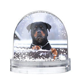 Снежный шар с принтом Ротвейлер в Екатеринбурге, Пластик | Изображение внутри шара печатается на глянцевой фотобумаге с двух сторон | животное | порода | ротвейлер | собака