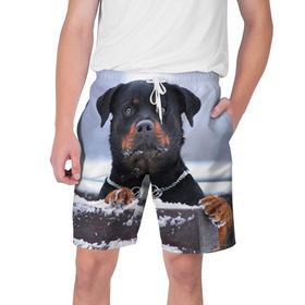 Мужские шорты 3D с принтом Ротвейлер в Екатеринбурге,  полиэстер 100% | прямой крой, два кармана без застежек по бокам. Мягкая трикотажная резинка на поясе, внутри которой широкие завязки. Длина чуть выше колен | животное | порода | ротвейлер | собака