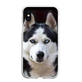 Чехол для iPhone XS Max матовый с принтом Хаски в Екатеринбурге, Силикон | Область печати: задняя сторона чехла, без боковых панелей | бандит | животное | порода | собака | хаски | хаски бандит
