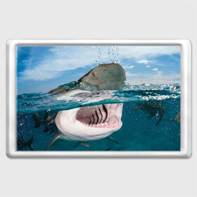 Магнит 45*70 с принтом Хищная акула в Екатеринбурге, Пластик | Размер: 78*52 мм; Размер печати: 70*45 | акула | море | океан | природа | хищник