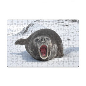 Пазл магнитный 126 элементов с принтом Морской тюлень в Екатеринбурге, полимерный материал с магнитным слоем | 126 деталей, размер изделия —  180*270 мм | Тематика изображения на принте: животное | зима | море | океан | снег | тюлень