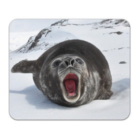 Коврик прямоугольный с принтом Морской тюлень в Екатеринбурге, натуральный каучук | размер 230 х 185 мм; запечатка лицевой стороны | животное | зима | море | океан | снег | тюлень