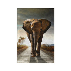 Обложка для паспорта матовая кожа с принтом Дикий слон в Екатеринбурге, натуральная матовая кожа | размер 19,3 х 13,7 см; прозрачные пластиковые крепления | слон