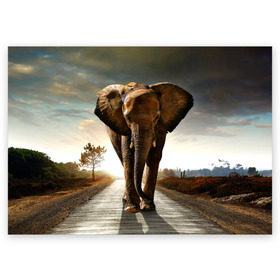Поздравительная открытка с принтом Дикий слон в Екатеринбурге, 100% бумага | плотность бумаги 280 г/м2, матовая, на обратной стороне линовка и место для марки
 | слон