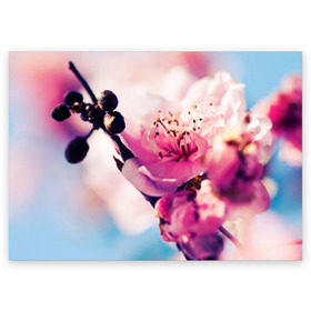 Поздравительная открытка с принтом Цветущая вишня в Екатеринбурге, 100% бумага | плотность бумаги 280 г/м2, матовая, на обратной стороне линовка и место для марки
 | вишня | дерево | небо | природа | черешня | ягода
