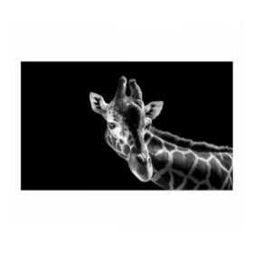 Бумага для упаковки 3D с принтом Жираф в Екатеринбурге, пластик и полированная сталь | круглая форма, металлическое крепление в виде кольца | африка | животное | жираф | фон | фото | черно белое | черный
