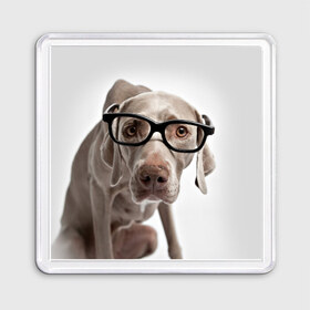 Магнит 55*55 с принтом Собака в очках в Екатеринбурге, Пластик | Размер: 65*65 мм; Размер печати: 55*55 мм | в очках | дог | животное | очки | прикол | пятнистый | собака | щенок