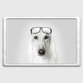 Магнит 45*70 с принтом Собака в очках в Екатеринбурге, Пластик | Размер: 78*52 мм; Размер печати: 70*45 | афганская | белая | борзая | в очках | животное | очки | прикол | собака
