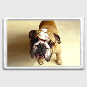 Магнит 45*70 с принтом Бульдог в очках в Екатеринбурге, Пластик | Размер: 78*52 мм; Размер печати: 70*45 | бульдог в очках | домашнее | животное | очки | пес | прикол | собака | умный | ученый