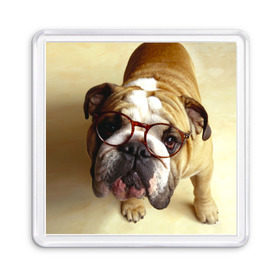 Магнит 55*55 с принтом Бульдог в очках в Екатеринбурге, Пластик | Размер: 65*65 мм; Размер печати: 55*55 мм | Тематика изображения на принте: бульдог в очках | домашнее | животное | очки | пес | прикол | собака | умный | ученый